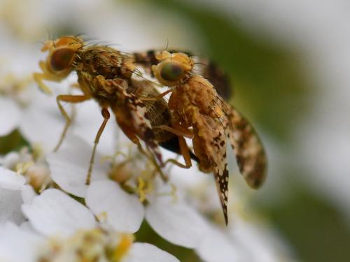 Oxyna flavipennis